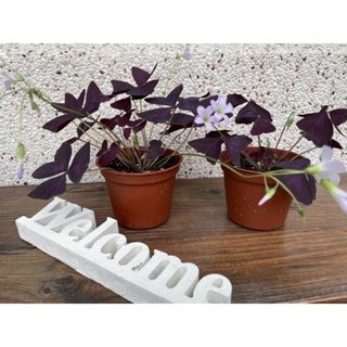 紫色幸運草植療癒植物～25元