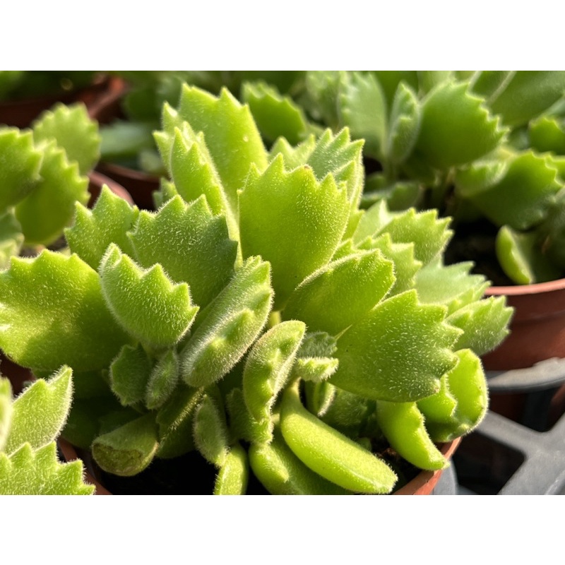 多肉好好買多肉植物熊童子多頭 蝦皮購物