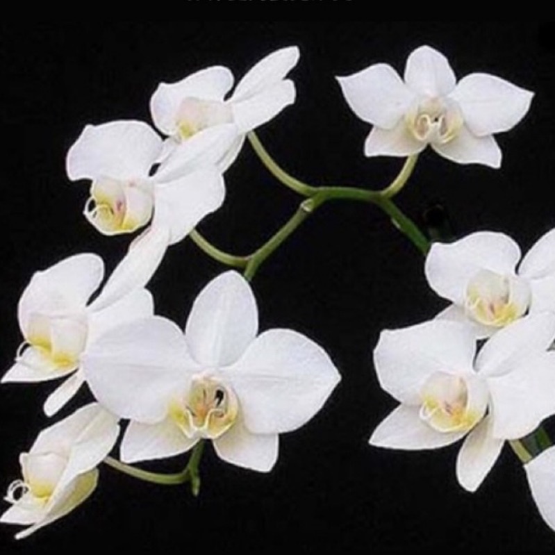 精選植株 原生種 菲律賓阿婆 Phal. aphrodite × sib 淡香 2.5吋 蝴蝶蘭 蘭花
