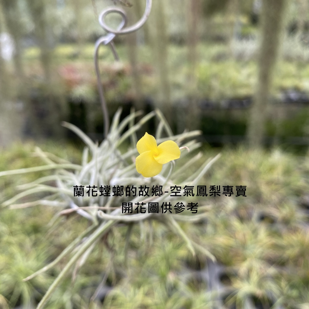 空氣鳳梨 克洛卡塔原生種【香花】Tillandsia crocata Clump