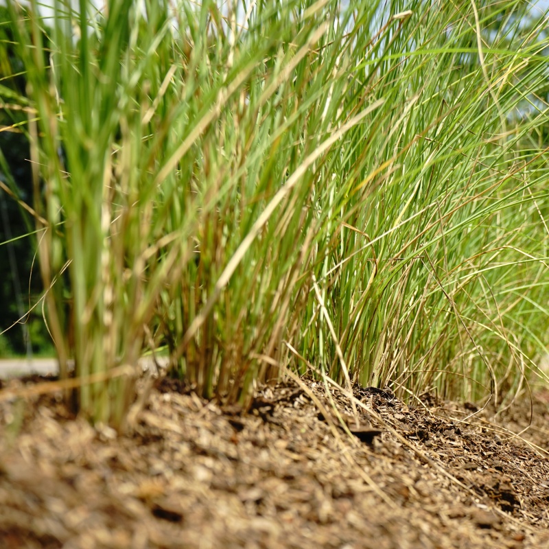 有息 綠岩蘭草 Green Vetiver 香氣收藏家 精油 植物油 純露 現貨