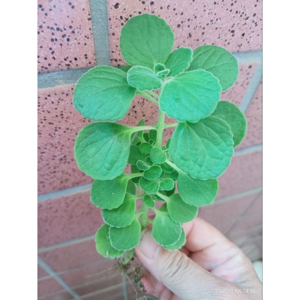 多肉植物 圓葉左手香 大葉左手香 斑葉左手香 砍頭或頂芽（裸根寄送）