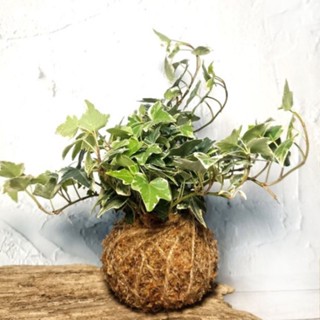 苔球(直徑8-9cm)/常春藤🌱/造景盆栽/上板植物/文青小品/療癒蕨品/家居飾品/鹿角蕨上板/🌿漂流木手工蕨品坊🌿