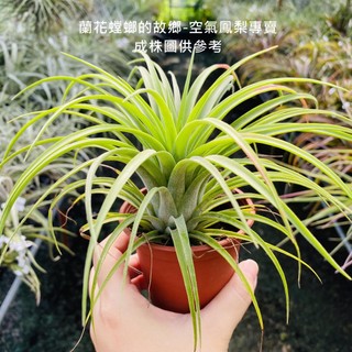 艾瑞克x全紅小精靈 T. 'Eric knobloch' x ionantha 'Rubra' 空氣鳳梨