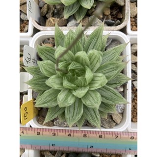 多肉植物,百合科/十二之卷/阿福科,仙女香側芽(星夢園出品百合）