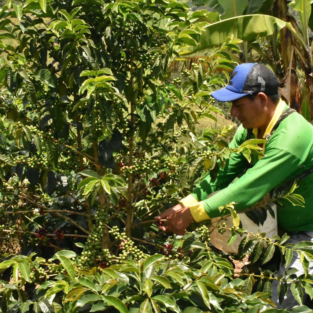 【昇品咖啡生豆】 祕魯 卡哈馬卡 鳳梨與尤加利樹莊園 有機 水洗 G1｜真空包裝 1公斤 / 500克