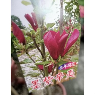 辛夷花苗 比價撿便宜 優惠與推薦 22年12月