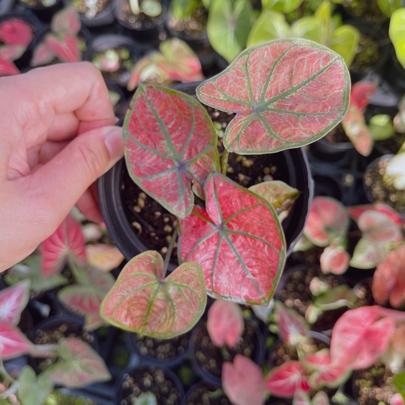 西瓜汁彩葉芋 泰國彩葉芋 泰彩