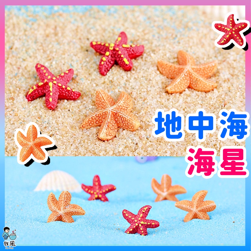 台灣免運出貨【地中海海星🏖️】海星|貝殼|星星|海邊造景|魚缸造景|水族造景|微景觀造景|水族|園藝造景|多肉|盆栽