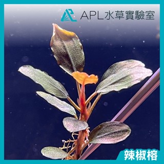 APL水草實驗室 - 練功用辣椒榕神秘草 無品系辣椒榕 圓葉辣椒榕 長葉辣椒榕 新手辣椒榕