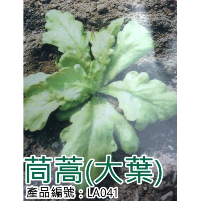 【醬米資材】茼蒿 茼蒿菜 DIY種子栽種 成就滿滿~茼蒿菜