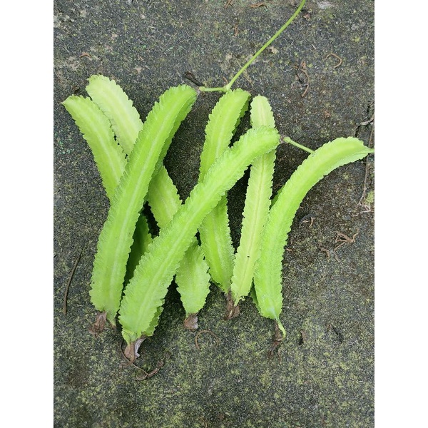 青農邸家【菜苗】Winged Bean  |  楊桃豆  |  翼豆 （限量的苗