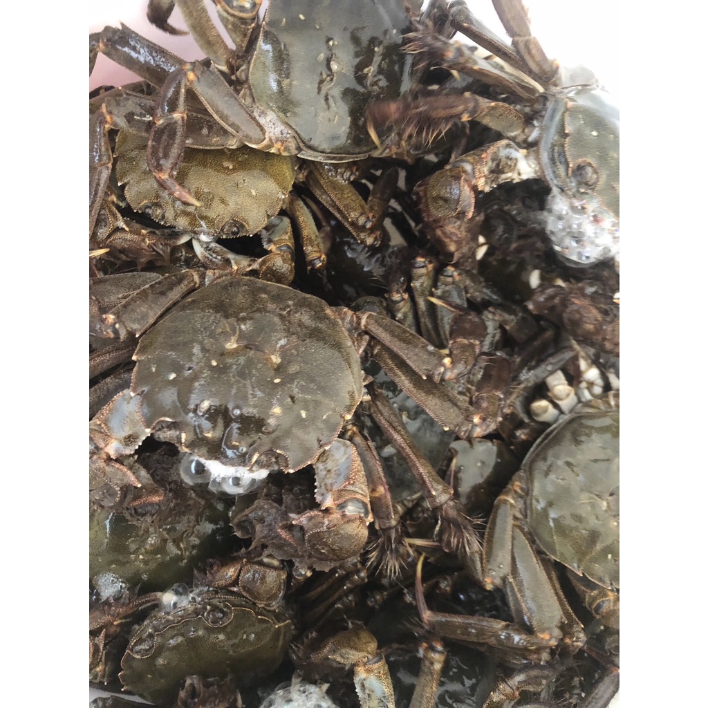 阿萬野生毛蟹 （2.5兩-2.9兩）2斤(含)以上出貨 蝦皮下單一律常溫寄送 冷藏聊聊私訊