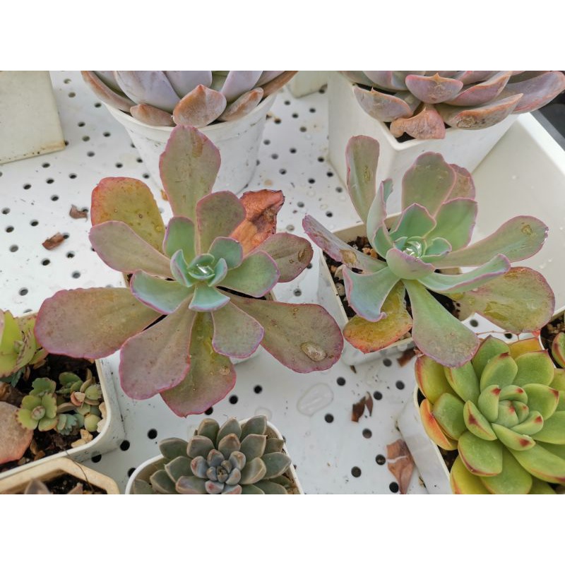 多肉植物，卷葉，藍弧