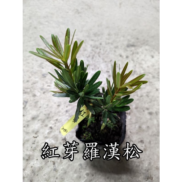 紅芽羅漢松【新中港花卉】3.5吋黑軟盆