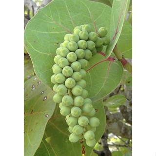 海葡萄🍇｜5吋盆～室內植物/觀葉植物⋯