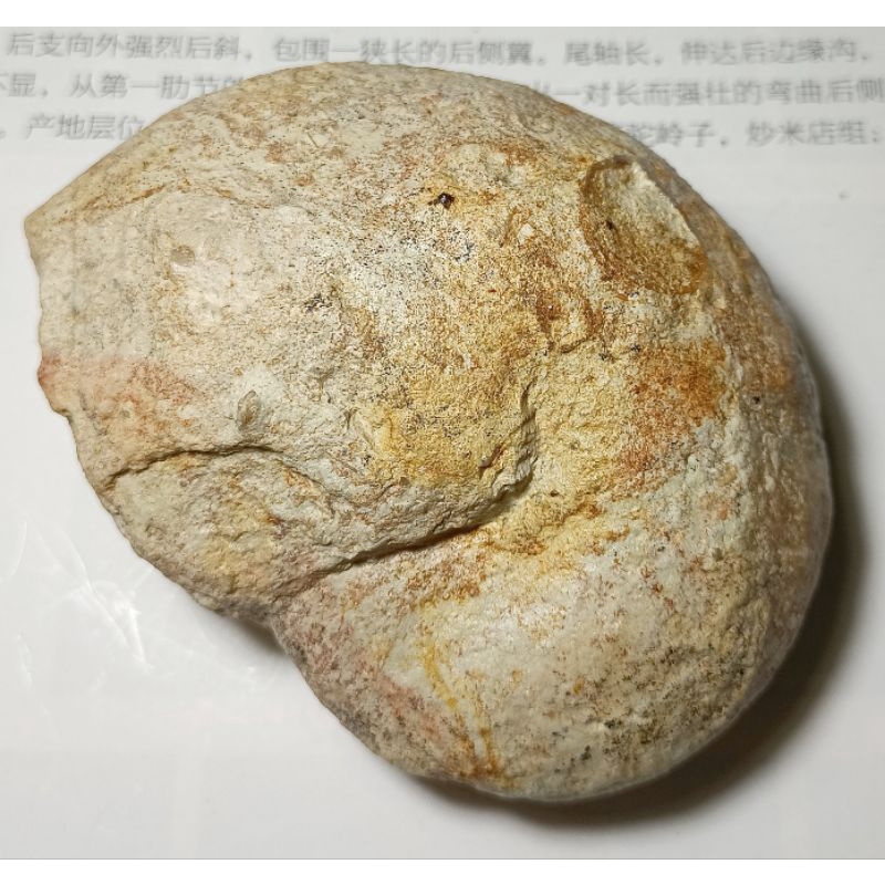[程石] 印度  稀有的三角鸚鵡螺屬化石Deltoidonautilus sp.