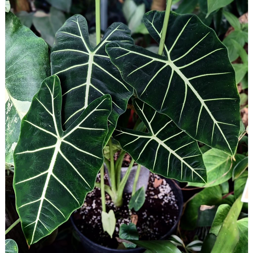 開心農元-觀葉植物- 絨葉觀音蓮 alocasia micholitziana 穩根 IG 網紅 雨林植物