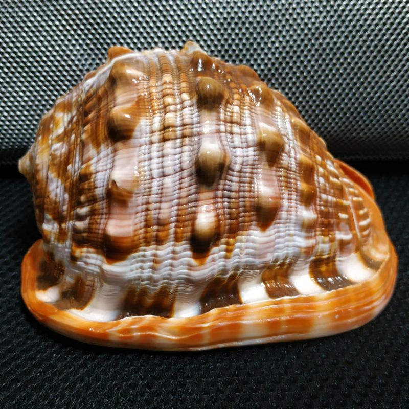 天然貝殼，4大名螺，萬寶螺，編號5