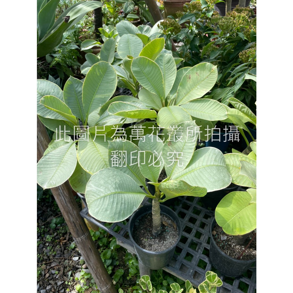 ☆萬花叢★喬木植物【斑葉雞蛋花(花色隨機不可挑選)】★5吋盆★高約25-40cm