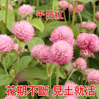 千日紅種子 園藝植作優惠推薦 居家生活23年2月 蝦皮購物台灣