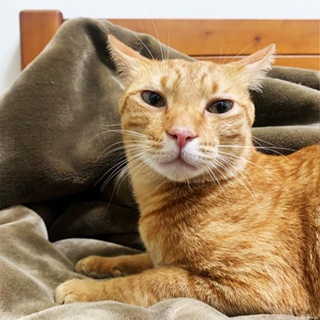 法蘭絨毛毯 寵物毛毯 棉被 冬天 暖活 床墊 寵物床墊 睡床 居家用品 毛大二寵物店