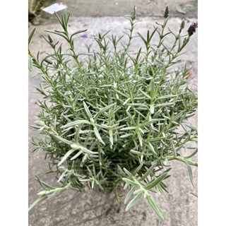 植系青屬-西班牙薰衣草/香料植物/香草植物/五吋盆