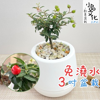 【小品文化】李氏櫻桃【現貨】3吋雪胖免澆水盆栽 室內植物 陽台盆栽 懶人盆栽 水培植物 水培盆栽 植栽