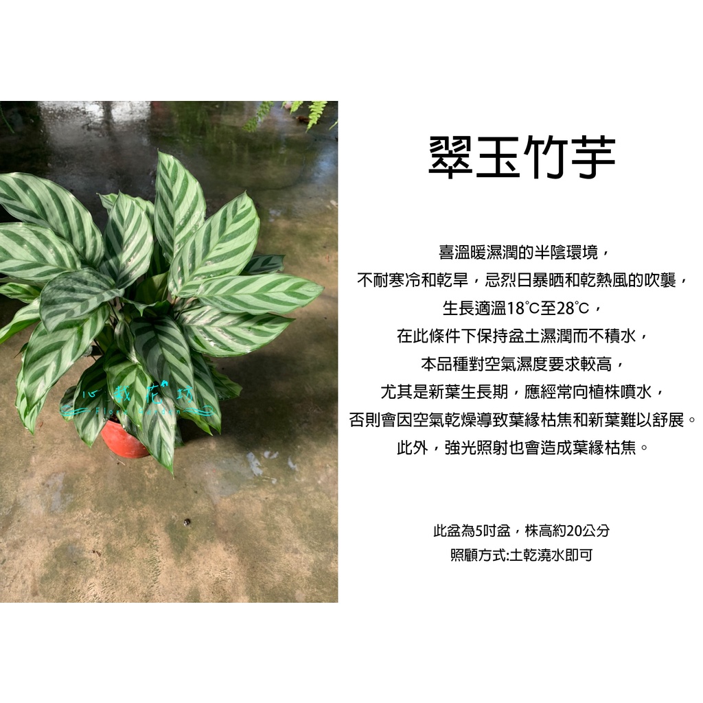 心栽花坊-翠玉竹芋/5吋/觀葉植物/室內植物/綠化環境/售價180特價150