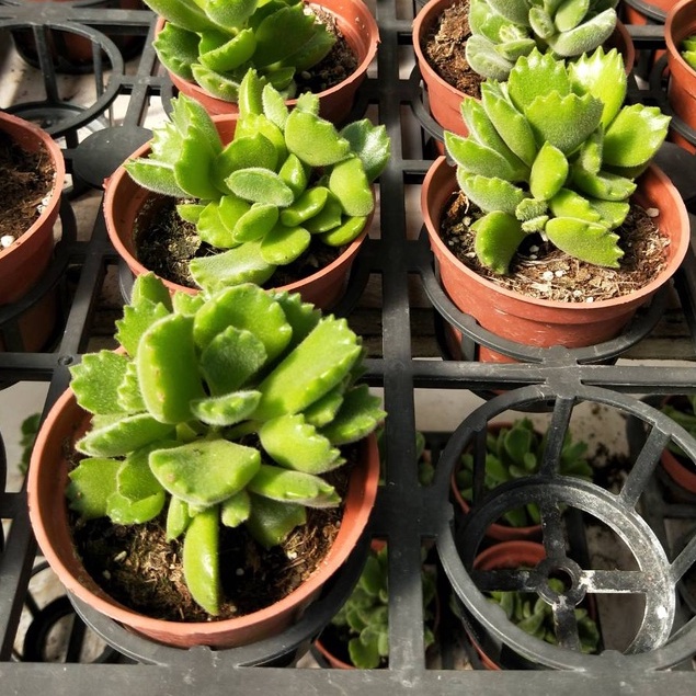 花園植物工坊 多肉植物 熊童子 大顆 3吋盆 蝦皮購物