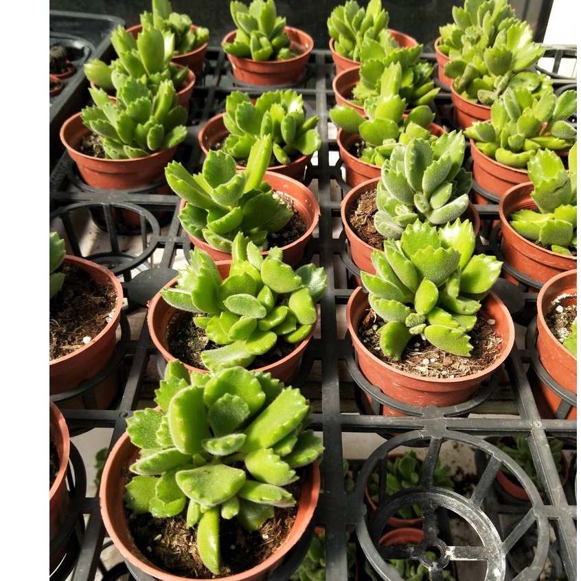 熊童子3吋的價格推薦 23年2月 比價比個夠biggo