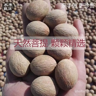 臺灣熱賣白玉菩提根 白菩提原籽純天然果高密串珠子手串戒指diy手工老原料 菩提根大果原料論斤賣 白菩提子 白玉菩提籽