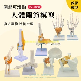 人體膝關節模型肩關節肘關節手關節腳關節髖關節模型1:1骨骼模型【美品LDYX】