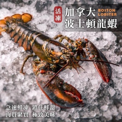 【蝦拚美食市集】加拿大 高壓活凍波士頓龍蝦400-450g±5%/支