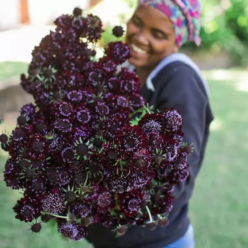 當季開花 紫盆花種子 稀有黑色紫盆花 多年生 切花園藝種子 陽臺庭院花海 易種易活