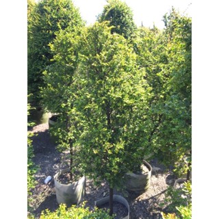 紫檀盆栽 1尺美植袋 高約1.2米