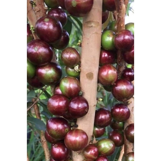 《涵舍苗圃》～大星紅（奧斯卡）樹葡萄5寸盆，高度40~60公分，售價150元。奧斯卡樹葡萄種植到掛果月2~3年。
