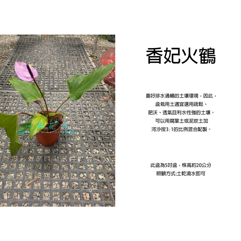 心栽花坊-香妃火鶴/火鶴花/5吋/綠化植物/室內植物/觀葉植物/售價250特價200