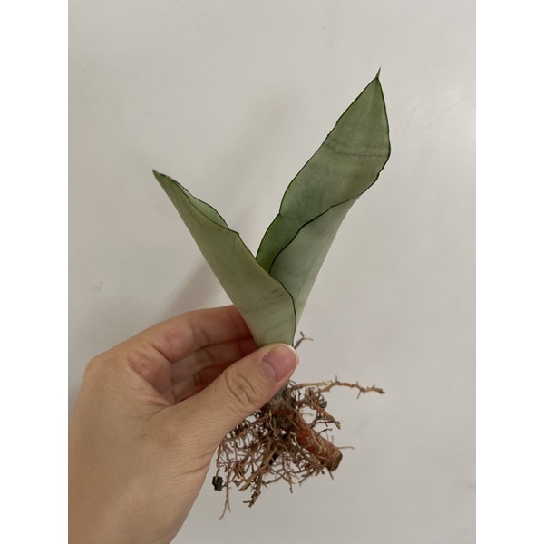 銀后 月光綠鬼 虎尾蘭 約20cm植株，虎尾蘭