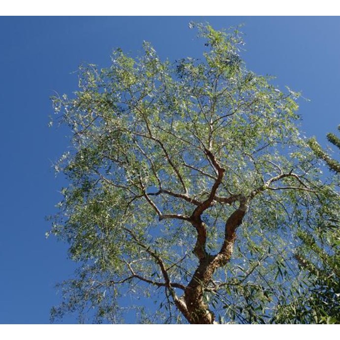 【大利叔叔】馬島沒藥 Commiphora mafaidoha 種子 夏型種 沒藥樹屬 塊根 多肉植物