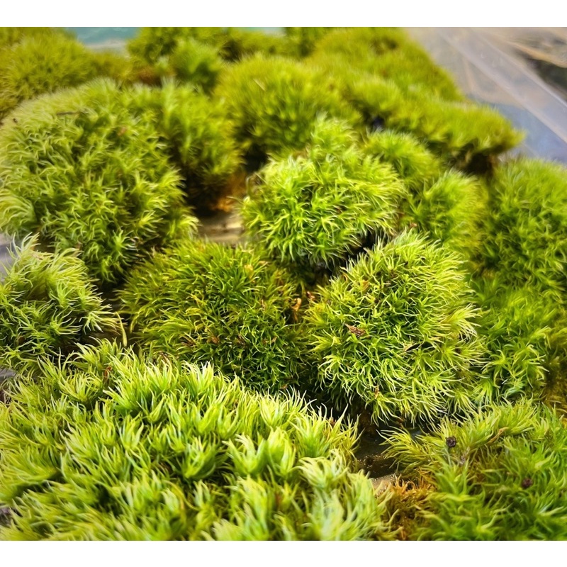 植茁🌿現貨 白髮苔 微景觀 苔蘚生態造景 苔球