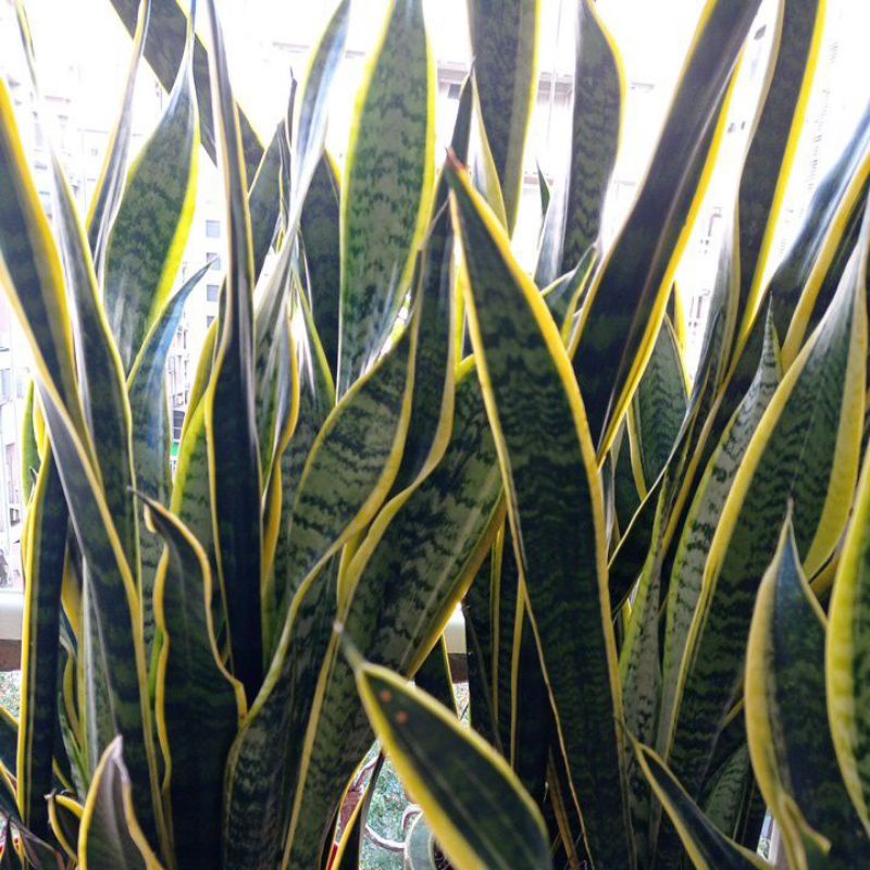 第一室內空氣清淨植物 天然有機虎尾蘭 生命力強過市面快速生長品 易裁種品種 室內陽台最好種植 懶人零技術種植  幸運
