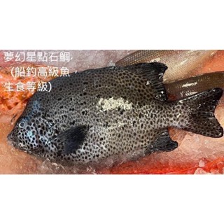 北部船釣高級夢幻星點和橫紋石鯛（生食等級）