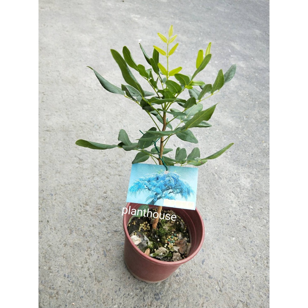 ●○植宅●○南非樹紫藤(樹紫藤)●○5/6吋盆●○季節花卉●○