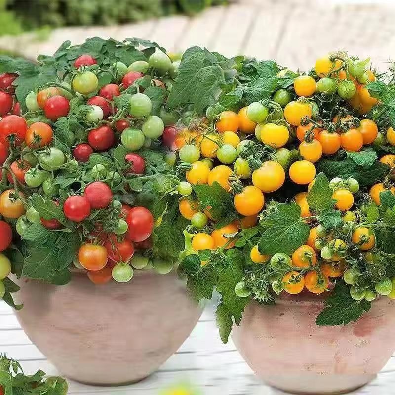 超優惠小番茄西紅柿種子 聖女果種子紅黃紫色 有機蔬菜水果種子 耐寒耐病易養活室內室外庭 超好種植養活