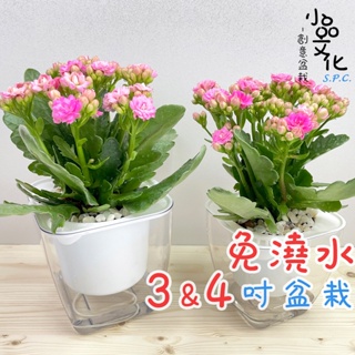 【含苞現貨】【小品文化】長壽花 4吋透明懶人盆栽 觀花植物 加水更方便 自動吸水 水培 創意花盆 居家辦公盆花 種子