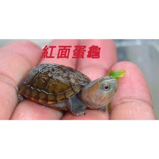 屋頂龜-迷你麝香龜-火焰龜-忍者龜-沼澤錦龜