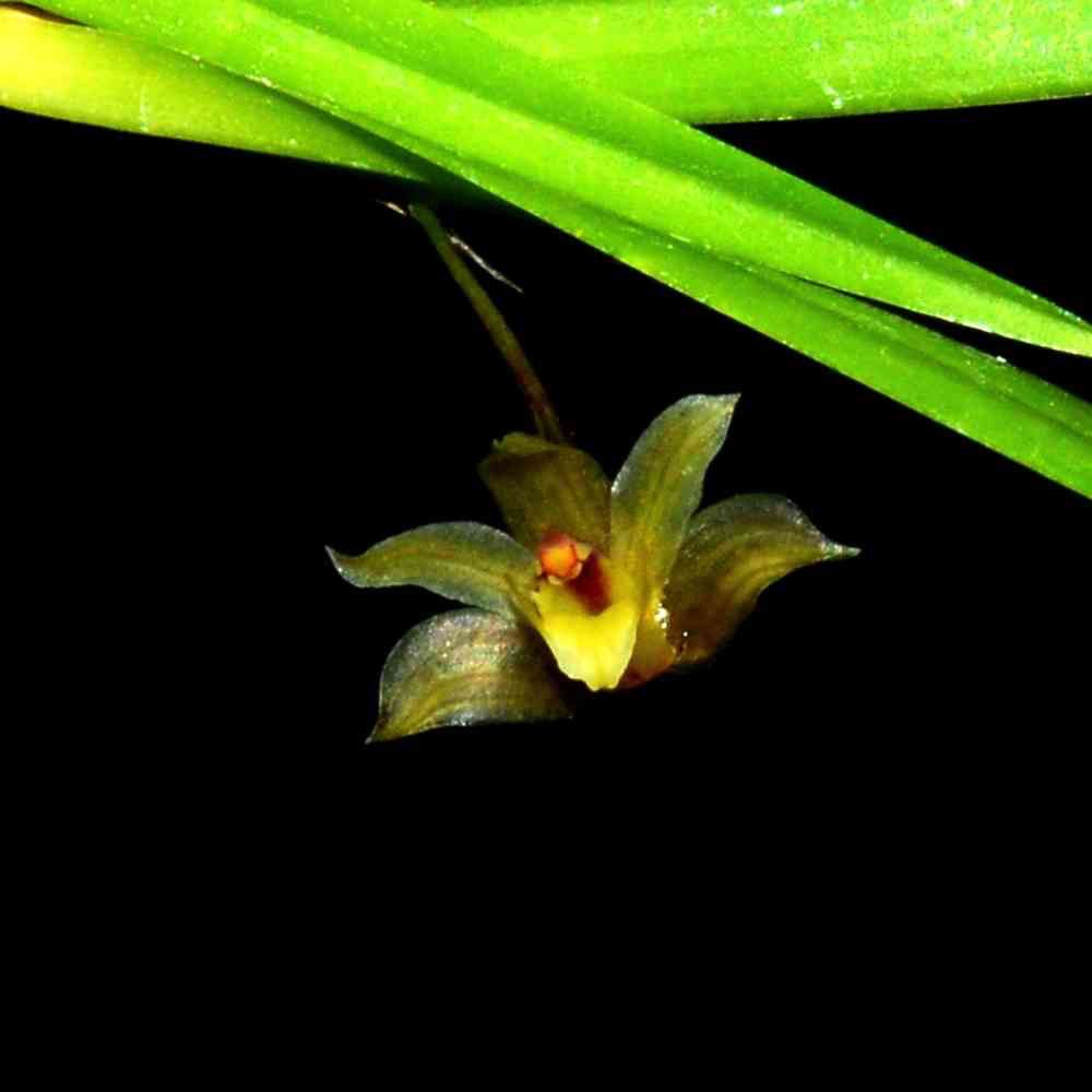 噢葉design  "Scaphyglottis boliviensis(小顆)"    蘭花、塊根植物、圓葉花燭