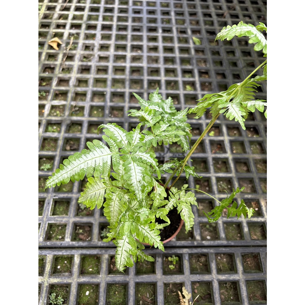 植系青屬-大銀脈鳳尾蕨/觀葉植物/三吋盆