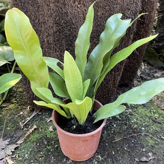 星蕨（五寸盆）蕨類/蕨類植物/觀葉植物